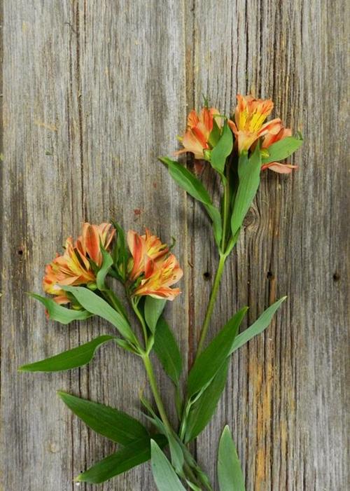 ORANGE ALSTROEMERIA